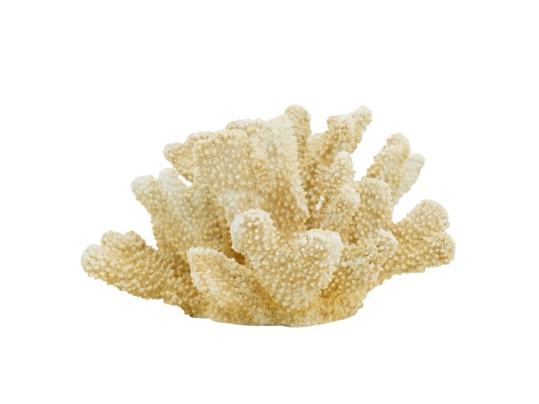 Artekko Coral Διακοσμητικό Κοράλλι Ρητίνη Μπεζ (22x17x14)cm Artekko Coral Διακοσμητικό Κοράλλι Ρητίνη Μπεζ (22x17x14)cm