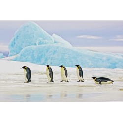PICTURE PENGUINS 120X80 DIOMMI PENGUINS120