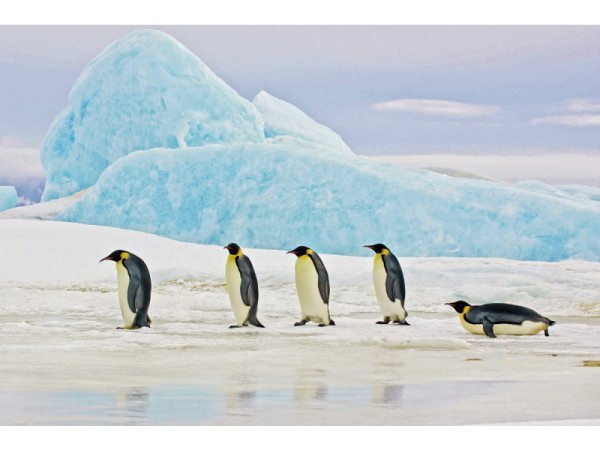 PICTURE PENGUINS 120X80 DIOMMI PENGUINS120