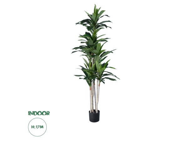 GloboStar® Artificial Garden DRACAENA SILK 20044 - Τεχνητό Διακοσμητικό Φυτό Δράκαινα Υ170cm GloboStar® Artificial Garden DRACAENA SILK 20044 - Τεχνητό Διακοσμητικό Φυτό Δράκαινα Υ170cm