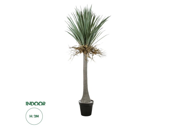 GloboStar® Artificial Garden BEAUCARNEA PALM TREE 20047 Τεχνητό Διακοσμητικό Φυτό Κυρτόφυλλος Μπουκαρνέα Υ200cm GloboStar® Artificial Garden BEAUCARNEA PALM TREE 20047 Τεχνητό Διακοσμητικό Φυτό Κυρτόφυλλος Μπουκαρνέα Υ200cm