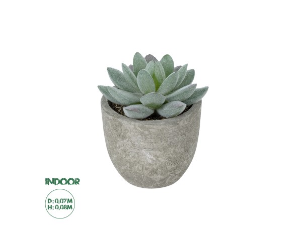 GloboStar® Artificial Garden SUCCULENT SEDEVERIA POTTED PLANT 21016 Διακοσμητικό Φυτό Σεδεβέρια Φ7 x Υ8cm GloboStar® Artificial Garden SUCCULENT SEDEVERIA POTTED PLANT 21016 Διακοσμητικό Φυτό Σεδεβέρια Φ7 x Υ8cm