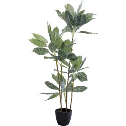 Διακοσμητικό Φυτό  Calathea Πράσινο 140x20x20εκ. - Πράσινο