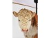 Φωτιστικό Επιτραπέζιο Animal Cow Καφέ 20x46x50,5 εκ. - Καφέ Φωτιστικό Επιτραπέζιο Animal Cow Καφέ 20x46x50,5 εκ. - Καφέ
