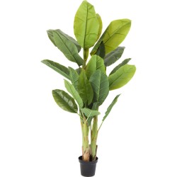 Φυτό Banana Tree 180 εκ. - Πράσινο