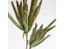 JUNGLE 2 ΛΟΥΛΟΥΔΙ ΤΕΧΝΗΤΟ 104cm EVA FOAM ΠΡΑΣΙΝΟ ΚΑΦΕ JUNGLE 2 ΛΟΥΛΟΥΔΙ ΤΕΧΝΗΤΟ 104cm EVA FOAM ΠΡΑΣΙΝΟ ΚΑΦΕ