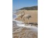 CALOR ΔΙΑΚΟΣΜΗΤΙΚΟ ΠΟΥΛΙ 21x9x31cm POLYRESIN ΦΥΣΙΚΟ CALOR ΔΙΑΚΟΣΜΗΤΙΚΟ ΠΟΥΛΙ 21x9x31cm POLYRESIN ΦΥΣΙΚΟ