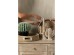 ARIANE 1 ΔΙΑΚΟΣΜΗΤΙΚΟ ΚΑΚΤΟΣ 19x6x23cm POLYRESIN ΦΥΣΙΚΟ ΛΕΥΚΟ ARIANE 1 ΔΙΑΚΟΣΜΗΤΙΚΟ ΚΑΚΤΟΣ 19x6x23cm POLYRESIN ΦΥΣΙΚΟ ΛΕΥΚΟ
