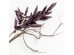 MAUVE ΛΟΥΛΟΥΔΙ ΤΕΧΝΗΤΟ 113cm EVA FOAM ΜΩΒ MAUVE ΛΟΥΛΟΥΔΙ ΤΕΧΝΗΤΟ 113cm EVA FOAM ΜΩΒ