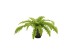 BOSTON FERN ΦΥΤΟ ΤΕΧΝΗΤΟ ΣΕ ΓΛΑΣΤΡΑ 36cm POLYESTER ΠΡΑΣΙΝΟ PE/PP BOSTON FERN ΦΥΤΟ ΤΕΧΝΗΤΟ ΣΕ ΓΛΑΣΤΡΑ 36cm POLYESTER ΠΡΑΣΙΝΟ PE/PP