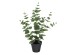 EUCALYPTUS ΦΥΤΟ ΤΕΧΝΗΤΟ ΣΕ ΓΛΑΣΤΡΑ 49cm POLYESTER ΠΡΑΣΙΝΟ PE/PP