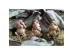 GRENOUILLE ΔΙΑΚΟΣΜΗΤΙΚΟ ΒΑΤΡΑΧΟΣ 12x10x23cm POLYRESIN ΧΡΥΣΟ GRENOUILLE ΔΙΑΚΟΣΜΗΤΙΚΟ ΒΑΤΡΑΧΟΣ 12x10x23cm POLYRESIN ΧΡΥΣΟ