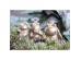 GRENOUILLE ΔΙΑΚΟΣΜΗΤΙΚΟ ΒΑΤΡΑΧΟΣ 11x10x23cm POLYRESIN ΧΡΥΣΟ GRENOUILLE ΔΙΑΚΟΣΜΗΤΙΚΟ ΒΑΤΡΑΧΟΣ 11x10x23cm POLYRESIN ΧΡΥΣΟ