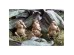 GRENOUILLE ΔΙΑΚΟΣΜΗΤΙΚΟ ΒΑΤΡΑΧΟΣ 11x10x23cm POLYRESIN ΧΡΥΣΟ GRENOUILLE ΔΙΑΚΟΣΜΗΤΙΚΟ ΒΑΤΡΑΧΟΣ 11x10x23cm POLYRESIN ΧΡΥΣΟ