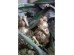 GRENOUILLE ΔΙΑΚΟΣΜΗΤΙΚΟ ΒΑΤΡΑΧΟΣ 11x10x23cm POLYRESIN ΧΡΥΣΟ GRENOUILLE ΔΙΑΚΟΣΜΗΤΙΚΟ ΒΑΤΡΑΧΟΣ 11x10x23cm POLYRESIN ΧΡΥΣΟ