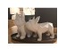MONTY B ΔΙΑΚΟΣΜΗΤΙΚΟ ΣΚΥΛΟΣ 18x12x22cm POLYRESIN ΛΕΥΚΟ