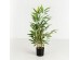 BAMBOO ΦΥΤΟ ΤΕΧΝΗΤΟ ΣΕ ΓΛΑΣΤΡΑ 70cm POLYESTER ΠΡΑΣΙΝΟ PVC