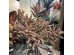 POLLET ΛΟΥΛΟΥΔΙ ΤΕΧΝΗΤΟ 90cm PVC ΜΠΕΖ ΚΑΦΕ ΠΡΑΣΙΝΟ POLLET ΛΟΥΛΟΥΔΙ ΤΕΧΝΗΤΟ 90cm PVC ΜΠΕΖ ΚΑΦΕ ΠΡΑΣΙΝΟ