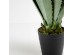 AGAVE ΦΥΤΟ ΤΕΧΝΗΤΟ ΣΕ ΓΛΑΣΤΡΑ 58cm PVC ΠΡΑΣΙΝΟ ΜΑΥΡΟ ΤΣΙΜΕΝΤΟ AGAVE ΦΥΤΟ ΤΕΧΝΗΤΟ ΣΕ ΓΛΑΣΤΡΑ 58cm PVC ΠΡΑΣΙΝΟ ΜΑΥΡΟ ΤΣΙΜΕΝΤΟ