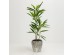 VELVET TREE ΔΕΝΤΡΟ ΤΕΧΝΗΤΟ ΣΕ ΓΛΑΣΤΡΑ 120cm PVC ΠΡΑΣΙΝΟ ΜΑΥΡΟ ΤΣΙΜΕΝΤΟ VELVET TREE ΔΕΝΤΡΟ ΤΕΧΝΗΤΟ ΣΕ ΓΛΑΣΤΡΑ 120cm PVC ΠΡΑΣΙΝΟ ΜΑΥΡΟ ΤΣΙΜΕΝΤΟ