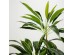 VELVET TREE ΔΕΝΤΡΟ ΤΕΧΝΗΤΟ ΣΕ ΓΛΑΣΤΡΑ 140cm PVC ΠΡΑΣΙΝΟ ΜΑΥΡΟ ΤΣΙΜΕΝΤΟ VELVET TREE ΔΕΝΤΡΟ ΤΕΧΝΗΤΟ ΣΕ ΓΛΑΣΤΡΑ 140cm PVC ΠΡΑΣΙΝΟ ΜΑΥΡΟ ΤΣΙΜΕΝΤΟ