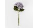 HYDRANGEA ΛΟΥΛΟΥΔΙ ΤΕΧΝΗΤΟ 52cm POLYESTER ΓΚΡΙ ΠΡΑΣΙΝΟ HYDRANGEA ΛΟΥΛΟΥΔΙ ΤΕΧΝΗΤΟ 52cm POLYESTER ΓΚΡΙ ΠΡΑΣΙΝΟ