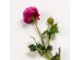 RANUNCULUS ΛΟΥΛΟΥΔΙ ΤΕΧΝΗΤΟ 48cm POLYESTER ΦΟΥΞΙΑ ΠΡΑΣΙΝΟ