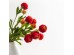 RANUNCULUS ΛΟΥΛΟΥΔΙ ΤΕΧΝΗΤΟ 42cm POLYESTER ΚΟΚΚΙΝΟ ΠΡΑΣΙΝΟ ΠΡΑΣΙΝΟ RANUNCULUS ΛΟΥΛΟΥΔΙ ΤΕΧΝΗΤΟ 42cm POLYESTER ΚΟΚΚΙΝΟ ΠΡΑΣΙΝΟ ΠΡΑΣΙΝΟ