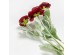 RANUNCULUS ΛΟΥΛΟΥΔΙ ΤΕΧΝΗΤΟ 51cm POLYESTER ΜΠΟΡΝΤΩ ΠΡΑΣΙΝΟ