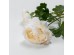 RANUNCULUS ΛΟΥΛΟΥΔΙ ΤΕΧΝΗΤΟ 61cm POLYESTER ΛΕΥΚΟ ΠΡΑΣΙΝΟ RANUNCULUS ΛΟΥΛΟΥΔΙ ΤΕΧΝΗΤΟ 61cm POLYESTER ΛΕΥΚΟ ΠΡΑΣΙΝΟ