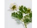 RANUNCULUS ΛΟΥΛΟΥΔΙ ΤΕΧΝΗΤΟ 61cm POLYESTER ΛΕΥΚΟ ΠΡΑΣΙΝΟ RANUNCULUS ΛΟΥΛΟΥΔΙ ΤΕΧΝΗΤΟ 61cm POLYESTER ΛΕΥΚΟ ΠΡΑΣΙΝΟ