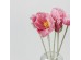 POPPY ΛΟΥΛΟΥΔΙ ΤΕΧΝΗΤΟ 61cm POLYESTER ΡΟΖ ΣΚΟΥΡΟ POPPY ΛΟΥΛΟΥΔΙ ΤΕΧΝΗΤΟ 61cm POLYESTER ΡΟΖ ΣΚΟΥΡΟ