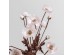 POPPY ΛΟΥΛΟΥΔΙ ΤΕΧΝΗΤΟ 60cm POLYESTER ΛΕΥΚΟ ΡΟΖ ΠΡΑΣΙΝΟ POPPY ΛΟΥΛΟΥΔΙ ΤΕΧΝΗΤΟ 60cm POLYESTER ΛΕΥΚΟ ΡΟΖ ΠΡΑΣΙΝΟ
