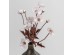 POPPY ΛΟΥΛΟΥΔΙ ΤΕΧΝΗΤΟ 60cm POLYESTER ΛΕΥΚΟ ΡΟΖ ΠΡΑΣΙΝΟ POPPY ΛΟΥΛΟΥΔΙ ΤΕΧΝΗΤΟ 60cm POLYESTER ΛΕΥΚΟ ΡΟΖ ΠΡΑΣΙΝΟ