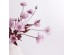 POPPY ΛΟΥΛΟΥΔΙ ΤΕΧΝΗΤΟ 60cm POLYESTER ΛΙΛΑ ΜΩΒ ΠΡΑΣΙΝΟ POPPY ΛΟΥΛΟΥΔΙ ΤΕΧΝΗΤΟ 60cm POLYESTER ΛΙΛΑ ΜΩΒ ΠΡΑΣΙΝΟ