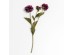 ZINNIA ΛΟΥΛΟΥΔΙ ΤΕΧΝΗΤΟ 52cm POLYESTER ΜΩΒ ΠΡΑΣΙΝΟ