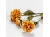 ZINNIA ΛΟΥΛΟΥΔΙ ΤΕΧΝΗΤΟ 52cm POLYESTER ΠΟΡΤΟΚΑΛΙ ΠΡΑΣΙΝΟ ZINNIA ΛΟΥΛΟΥΔΙ ΤΕΧΝΗΤΟ 52cm POLYESTER ΠΟΡΤΟΚΑΛΙ ΠΡΑΣΙΝΟ