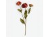 ZINNIA ΛΟΥΛΟΥΔΙ ΤΕΧΝΗΤΟ 52cm POLYESTER ΜΠΟΡΝΤΩ ΠΟΡΤΟΚΑΛΙ ΠΡΑΣΙΝΟ ZINNIA ΛΟΥΛΟΥΔΙ ΤΕΧΝΗΤΟ 52cm POLYESTER ΜΠΟΡΝΤΩ ΠΟΡΤΟΚΑΛΙ ΠΡΑΣΙΝΟ