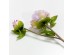 HALF MOON PEONY ΛΟΥΛΟΥΔΙ ΤΕΧΝΗΤΟ 43cm POLYESTER ΛΙΛΑ ΛΕΥΚΟ ΠΡΑΣΙΝΟ HALF MOON PEONY ΛΟΥΛΟΥΔΙ ΤΕΧΝΗΤΟ 43cm POLYESTER ΛΙΛΑ ΛΕΥΚΟ ΠΡΑΣΙΝΟ
