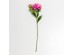 PEONY ΛΟΥΛΟΥΔΙ ΤΕΧΝΗΤΟ 67cm POLYESTER ΦΟΥΞΙΑ ΠΡΑΣΙΝΟ PEONY ΛΟΥΛΟΥΔΙ ΤΕΧΝΗΤΟ 67cm POLYESTER ΦΟΥΞΙΑ ΠΡΑΣΙΝΟ