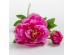 PEONY ΛΟΥΛΟΥΔΙ ΤΕΧΝΗΤΟ 67cm POLYESTER ΦΟΥΞΙΑ ΠΡΑΣΙΝΟ PEONY ΛΟΥΛΟΥΔΙ ΤΕΧΝΗΤΟ 67cm POLYESTER ΦΟΥΞΙΑ ΠΡΑΣΙΝΟ