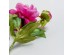 PEONY ΛΟΥΛΟΥΔΙ ΤΕΧΝΗΤΟ 67cm POLYESTER ΦΟΥΞΙΑ ΠΡΑΣΙΝΟ PEONY ΛΟΥΛΟΥΔΙ ΤΕΧΝΗΤΟ 67cm POLYESTER ΦΟΥΞΙΑ ΠΡΑΣΙΝΟ