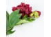 PEONY ΛΟΥΛΟΥΔΙ ΤΕΧΝΗΤΟ 67cm POLYESTER ΜΠΟΡΝΤΩ ΠΡΑΣΙΝΟ