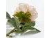 PEONY MIKADO ΛΟΥΛΟΥΔΙ ΤΕΧΝΗΤΟ 72cm POLYESTER ΣΟΜΟΝ ΠΡΑΣΙΝΟ PEONY MIKADO ΛΟΥΛΟΥΔΙ ΤΕΧΝΗΤΟ 72cm POLYESTER ΣΟΜΟΝ ΠΡΑΣΙΝΟ