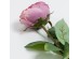 CABBAGE ROSE ΛΟΥΛΟΥΔΙ ΤΕΧΝΗΤΟ 66cm POLYESTER ΡΟΖ ΦΟΥΞΙΑ ΠΡΑΣΙΝΟ CABBAGE ROSE ΛΟΥΛΟΥΔΙ ΤΕΧΝΗΤΟ 66cm POLYESTER ΡΟΖ ΦΟΥΞΙΑ ΠΡΑΣΙΝΟ