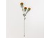 SWEET ALYSSUM ΛΟΥΛΟΥΔΙ ΤΕΧΝΗΤΟ 78cm POLYESTER ΠΟΡΤΟΚΑΛΙ ΠΡΑΣΙΝΟ SWEET ALYSSUM ΛΟΥΛΟΥΔΙ ΤΕΧΝΗΤΟ 78cm POLYESTER ΠΟΡΤΟΚΑΛΙ ΠΡΑΣΙΝΟ
