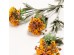 SWEET ALYSSUM ΛΟΥΛΟΥΔΙ ΤΕΧΝΗΤΟ 78cm POLYESTER ΠΟΡΤΟΚΑΛΙ ΠΡΑΣΙΝΟ SWEET ALYSSUM ΛΟΥΛΟΥΔΙ ΤΕΧΝΗΤΟ 78cm POLYESTER ΠΟΡΤΟΚΑΛΙ ΠΡΑΣΙΝΟ