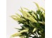 SALVIA ΚΛΑΔΙ ΤΕΧΝΗΤΟ 83cm POLYESTER ΠΡΑΣΙΝΟ SALVIA ΚΛΑΔΙ ΤΕΧΝΗΤΟ 83cm POLYESTER ΠΡΑΣΙΝΟ