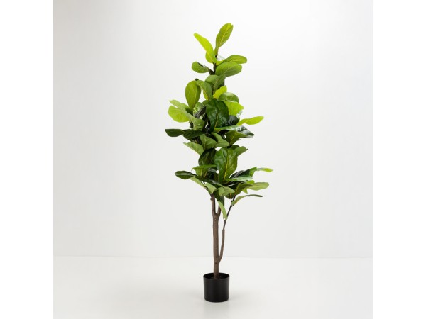 FICUS PANDURATA ΔΕΝΤΡΟ ΤΕΧΝΗΤΟ ΣΕ ΓΛΑΣΤΡΑ 180cm ΥΦΑΣΜΑ ΠΡΑΣΙΝΟ PVC FICUS PANDURATA ΔΕΝΤΡΟ ΤΕΧΝΗΤΟ ΣΕ ΓΛΑΣΤΡΑ 180cm ΥΦΑΣΜΑ ΠΡΑΣΙΝΟ PVC