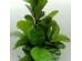 FICUS PANDURATA ΔΕΝΤΡΟ ΤΕΧΝΗΤΟ ΣΕ ΓΛΑΣΤΡΑ 180cm ΥΦΑΣΜΑ ΠΡΑΣΙΝΟ PVC FICUS PANDURATA ΔΕΝΤΡΟ ΤΕΧΝΗΤΟ ΣΕ ΓΛΑΣΤΡΑ 180cm ΥΦΑΣΜΑ ΠΡΑΣΙΝΟ PVC